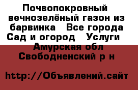 Почвопокровный, вечнозелёный газон из барвинка - Все города Сад и огород » Услуги   . Амурская обл.,Свободненский р-н